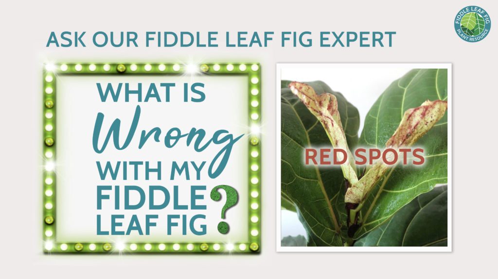 What is wrong with my FLF Red Spots