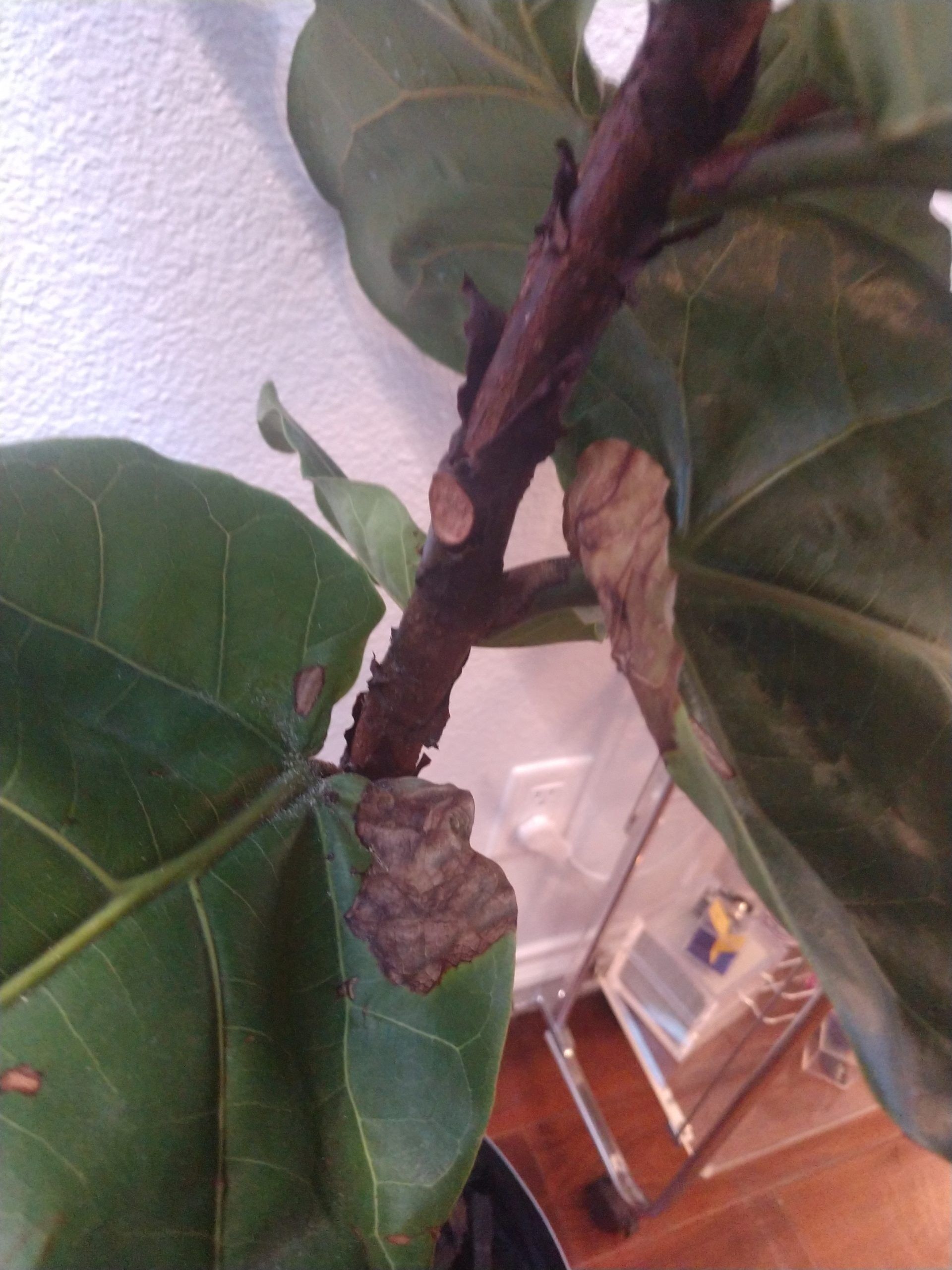 Crunchy brown spot on 2 bottom leaves | The Fiddle Leaf Fig Plant Resource