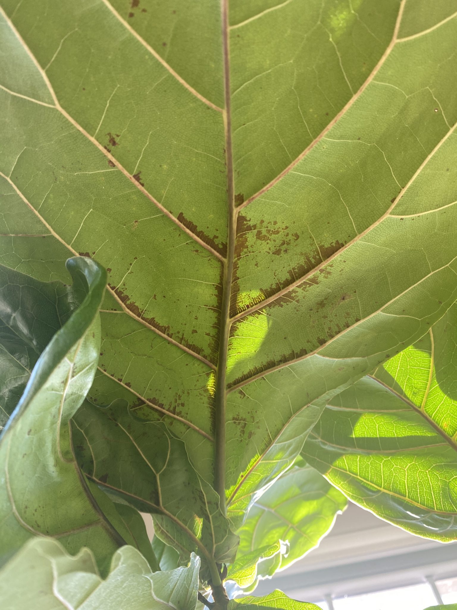 Sudden brown spots on underside of large fiddle leaf fig leaves | The