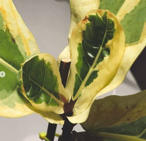 The Ultimate Guide to the Variegated Fiddle Leaf Fig