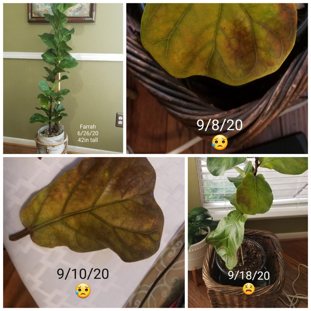 We love to hear about your fiddle leaf fig success stories. Learn more about Angela's fiddle leaf fig victory success story!