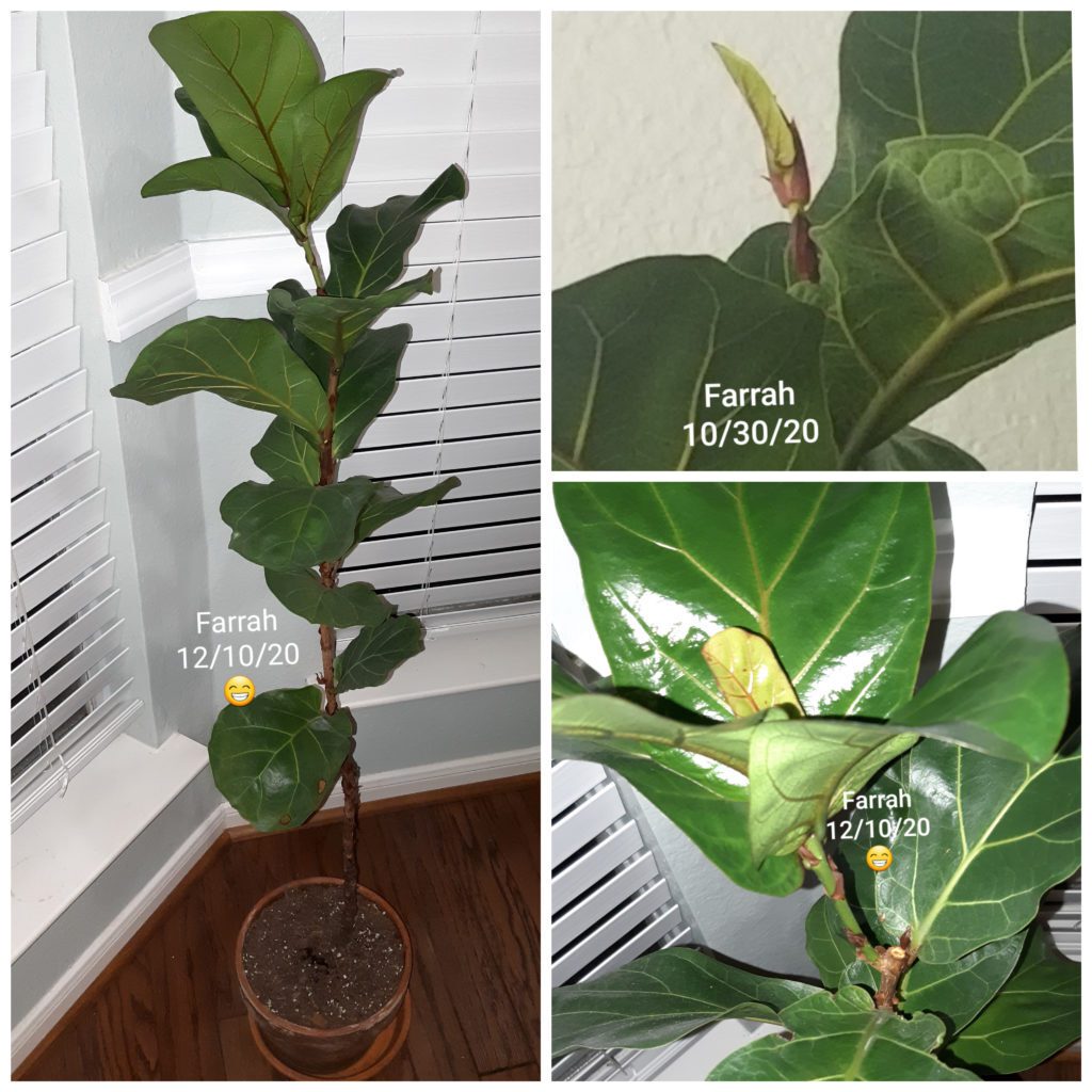 We love to hear about your fiddle leaf fig success stories. Learn more about Angela's fiddle leaf fig victory success story!