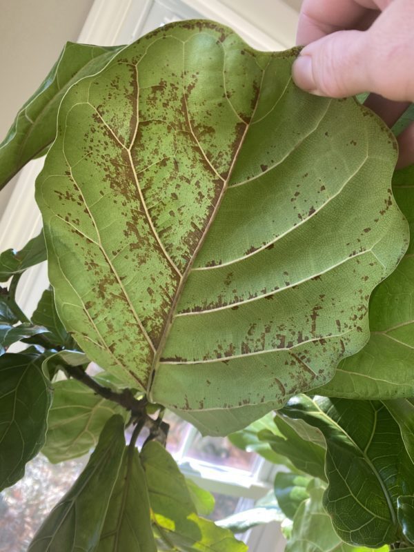 Sudden brown spots on underside of large fiddle leaf fig leaves | The