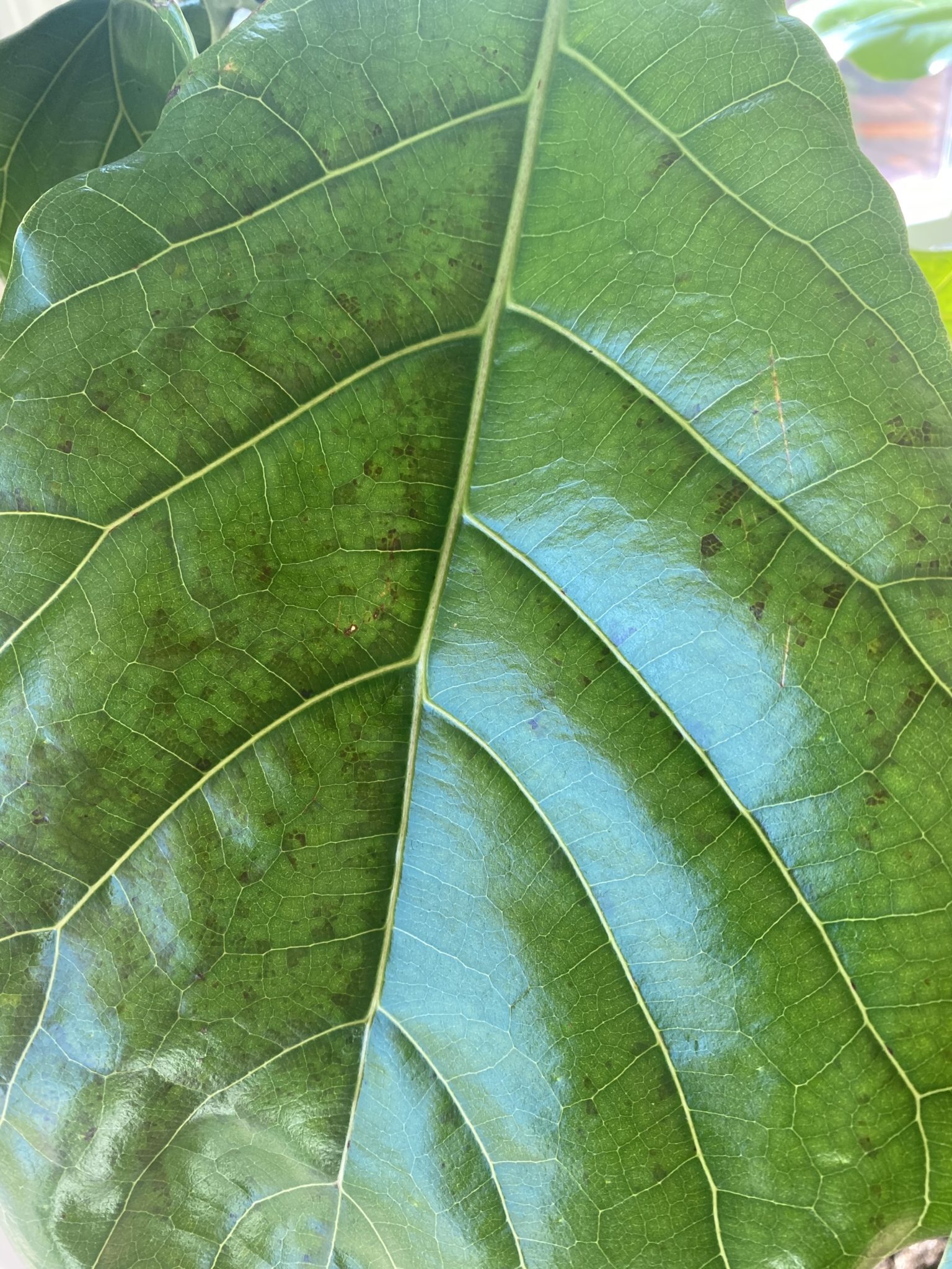 Sudden brown spots on underside of large fiddle leaf fig leaves | The
