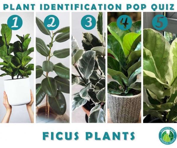 Identifying Fiddle Leaf Fig Varieties | Plant Resource