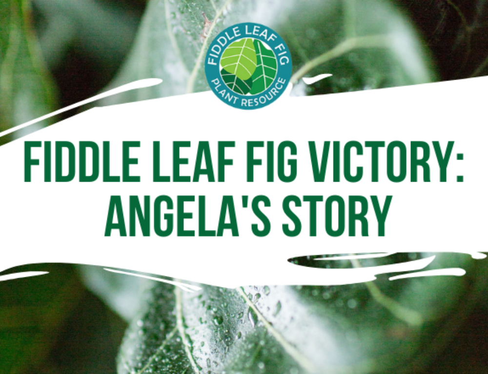 Fiddle Leaf Fig Notching Tutorial Video (Get Your Plant to Branch)