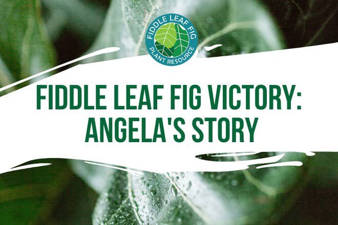 We love to hear about your fiddle leaf fig success stories. Learn more about Angela's fiddle leaf fig success!