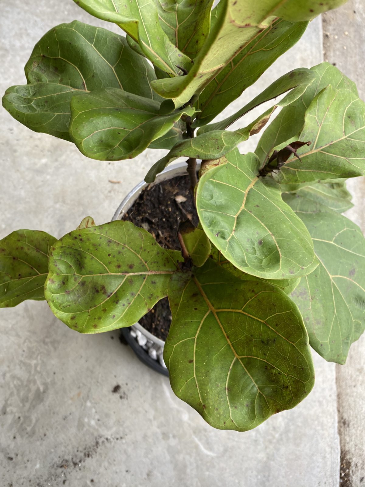 Fiddle Leaf Fig Help The Fiddle Leaf Fig Plant Resource