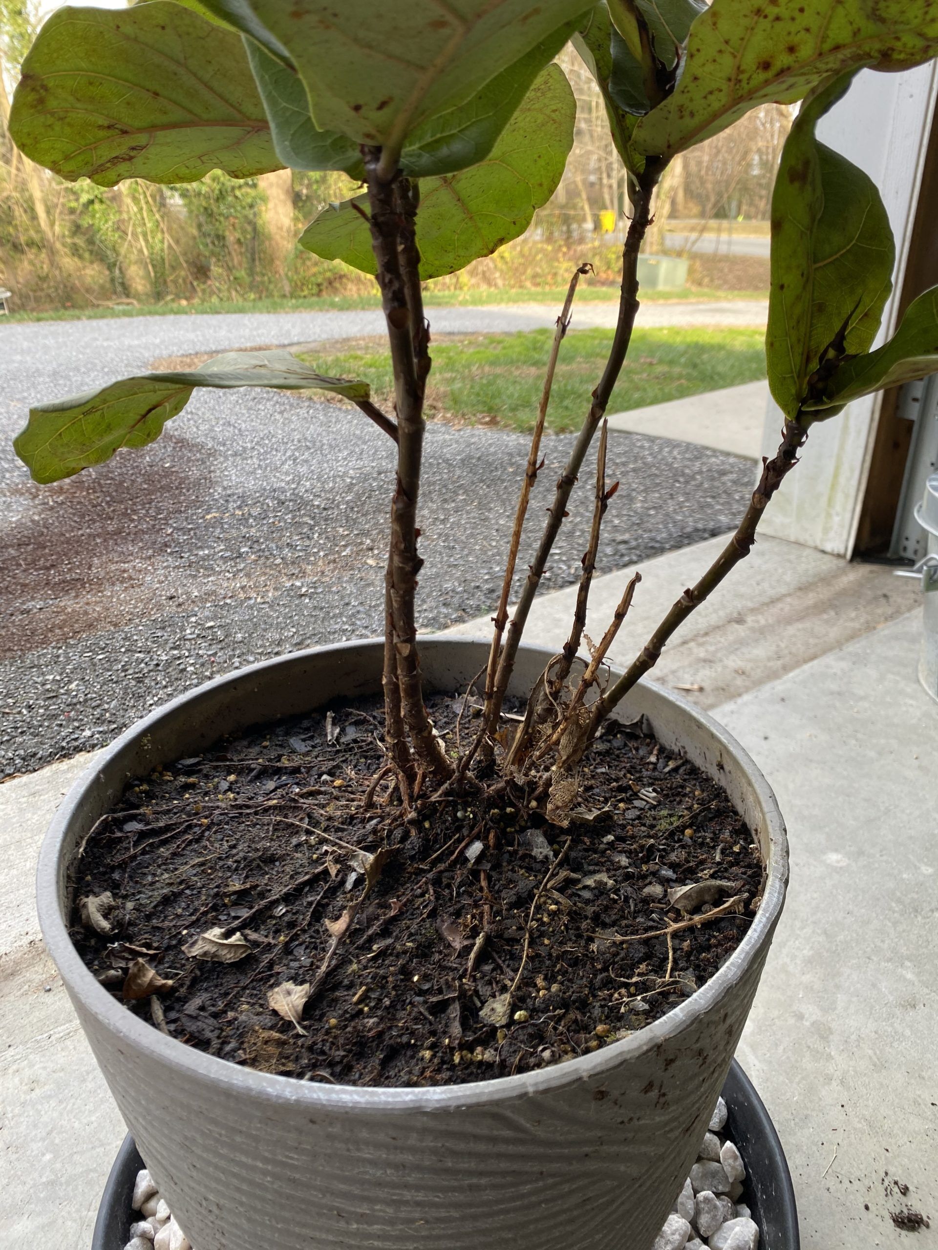 Fiddle Leaf Fig Help The Fiddle Leaf Fig Plant Resource