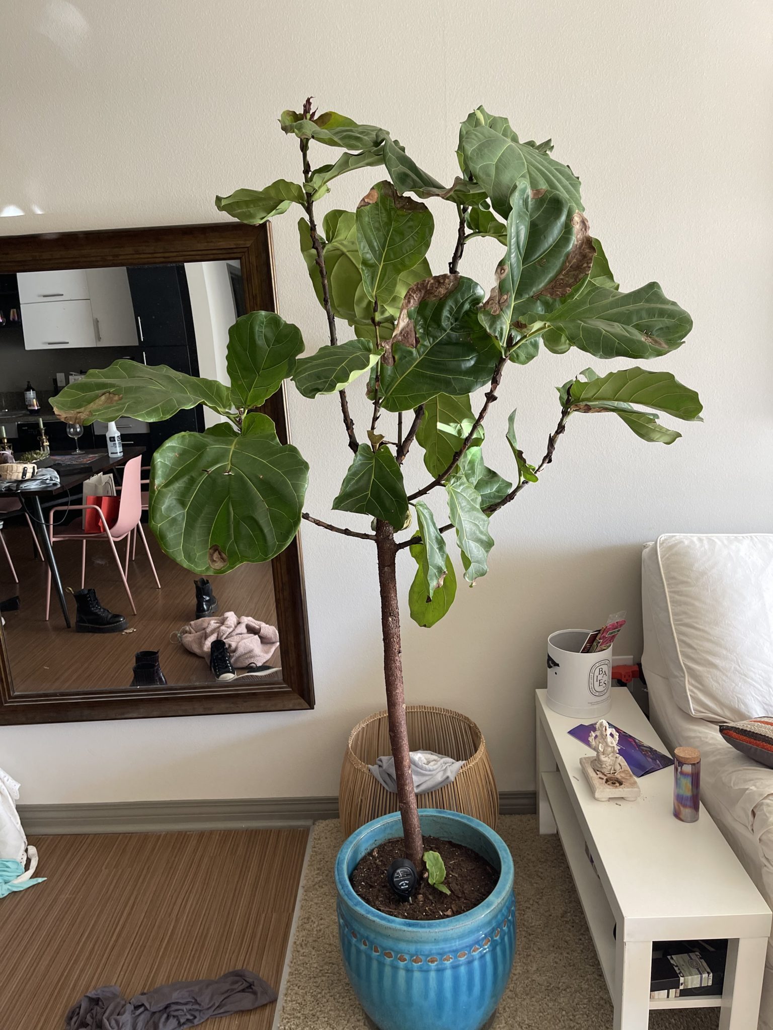 Brown spots, loosing leaves, dying! The Fiddle Leaf Fig