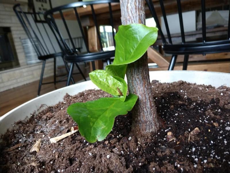 Why is my Fiddle Leaf Fig Growing Leaves at the Bottom?