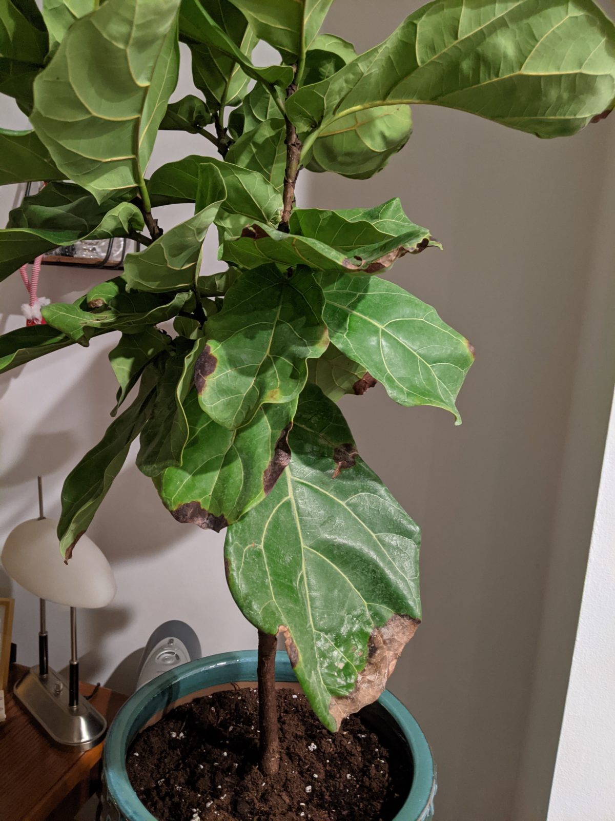 Brown spots The Fiddle Leaf Fig Plant Resource