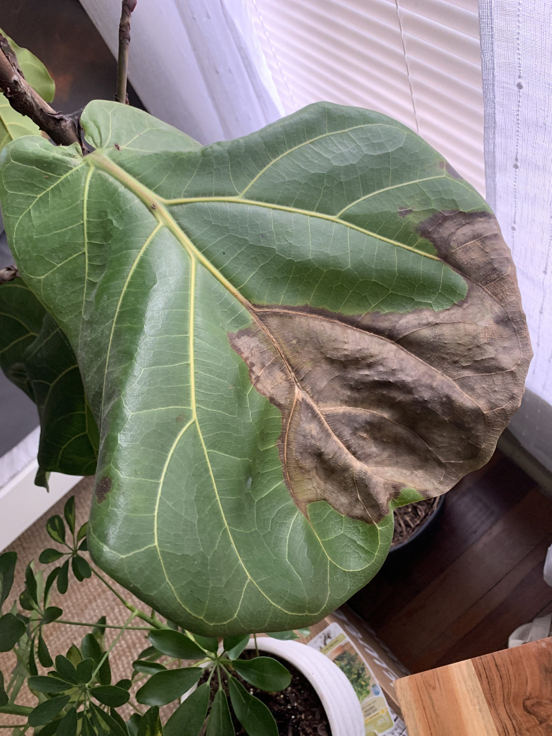 I need help! Shedding leaves, brown spots, no growth The Fiddle Leaf