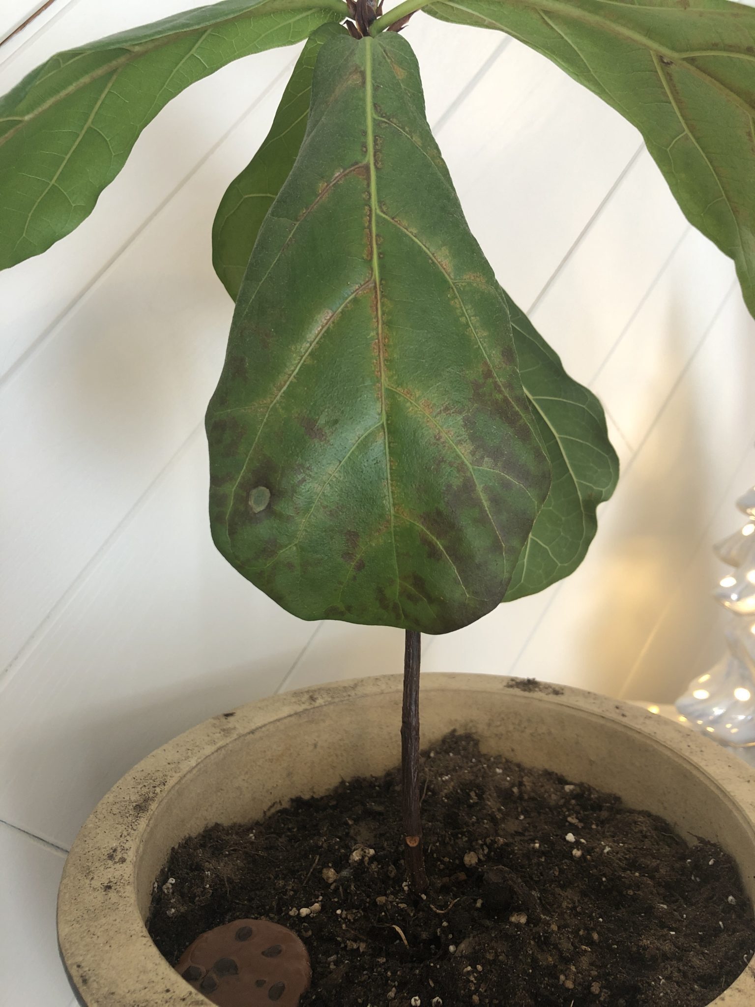 Browning & puckering leaves The Fiddle Leaf Fig Plant Resource
