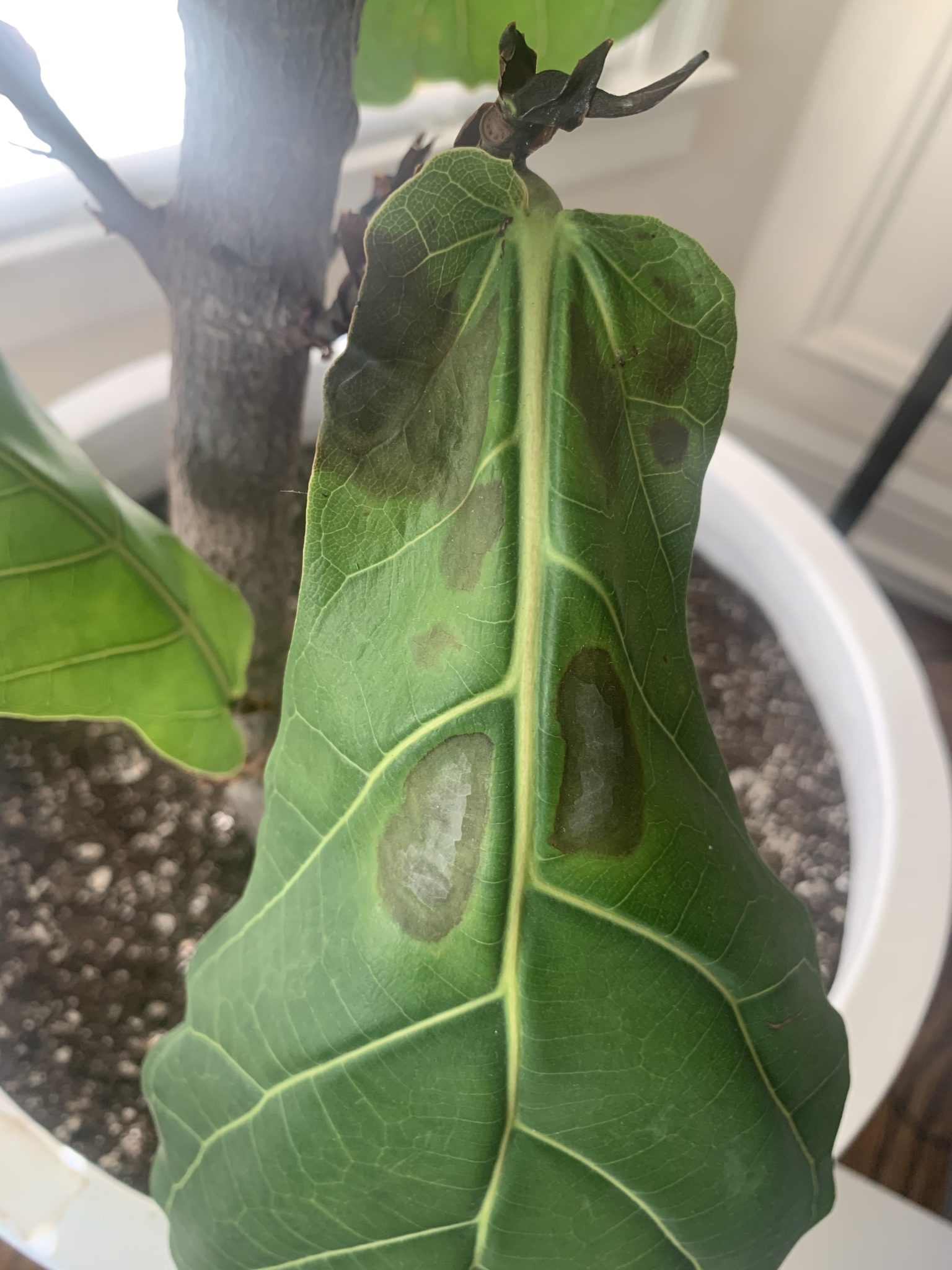 Root rot? | The Fiddle Leaf Fig Plant Resource