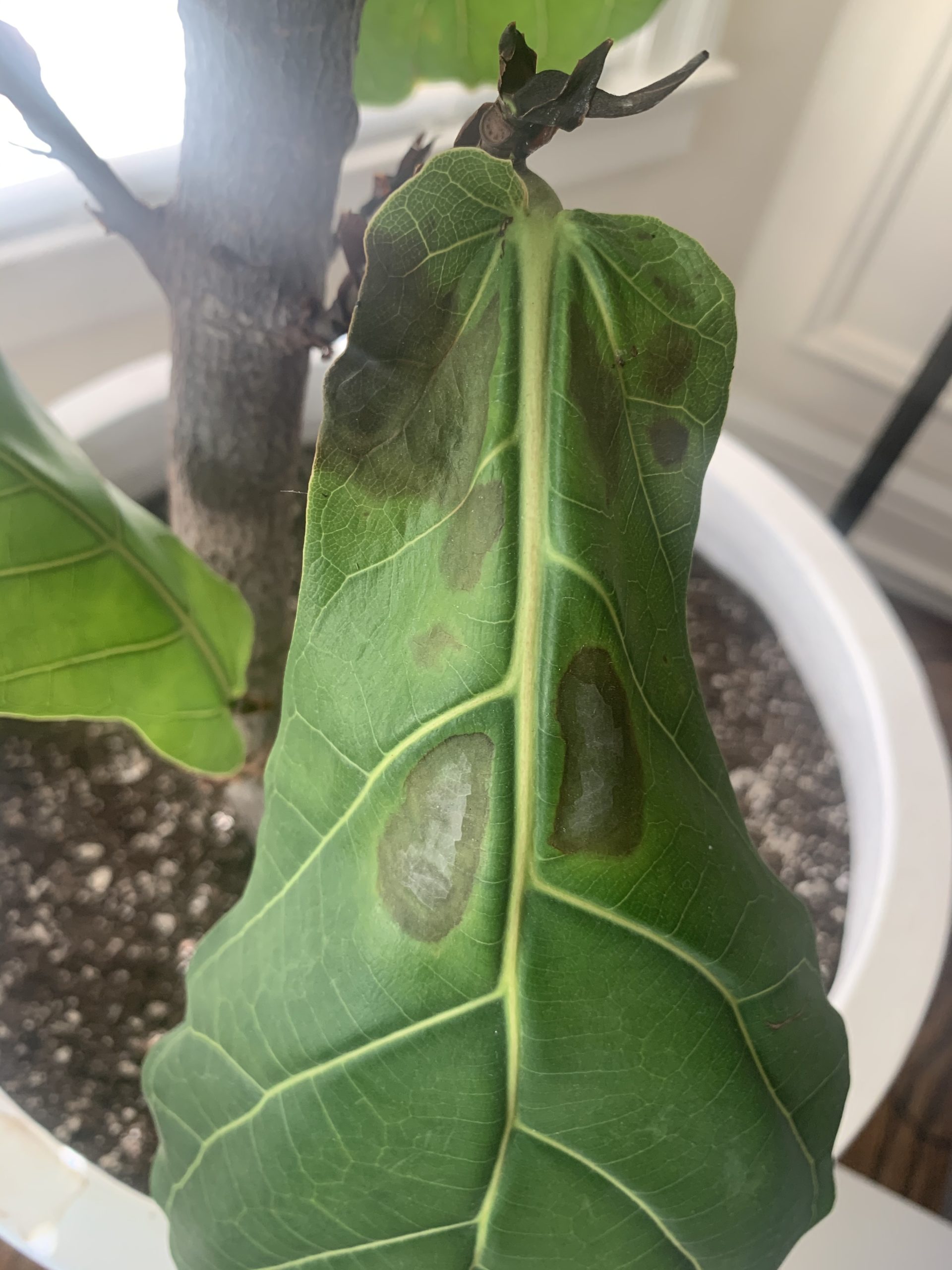 Root rot? The Fiddle Leaf Fig Plant Resource
