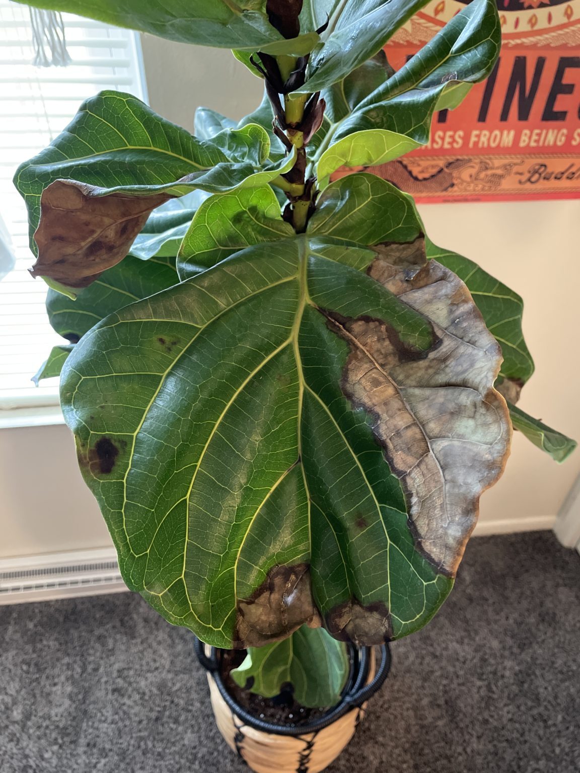 cold damage? root rot? lack of sunlight? The Fiddle Leaf Fig Plant