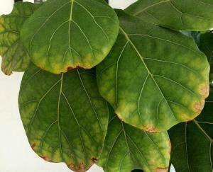 Acid in Fiddle Leaf Fig