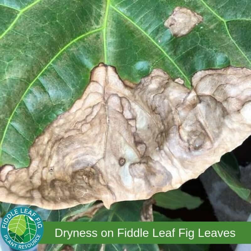 Dryness on Fiddle Leaf Fig Leaves