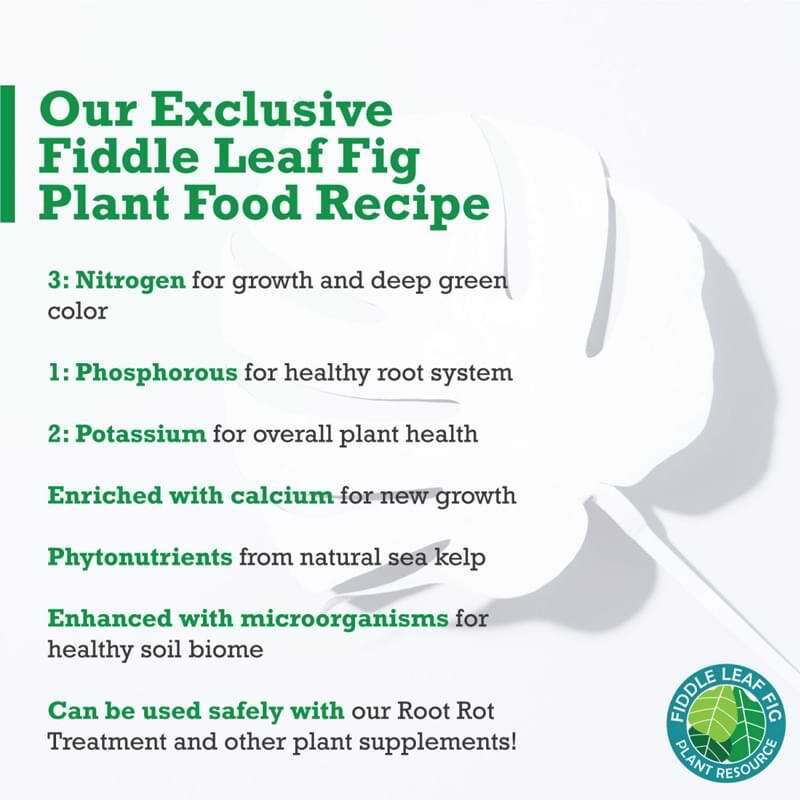 Fiddle Leaf Fig Plant Food