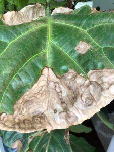 Fiddle Leaf Fig Brown Spots Dryness