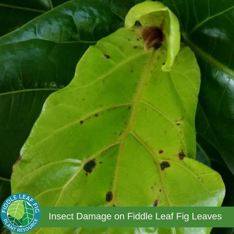 Insect Damage on Fiddle Leaf Fig Leaves