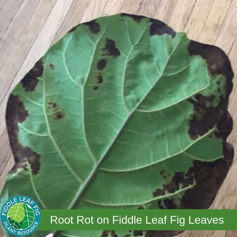 Root Rot on-Fiddle-Leaf-Fig-Leaves