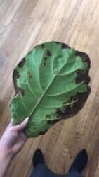 Root Rot on Fiddle Leaf Fig Leaves