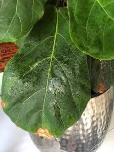 Wipe Down Fiddle Leaf Fig Leaves