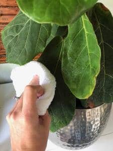 Wipe Down Fiddle Leaf Fig Leaves