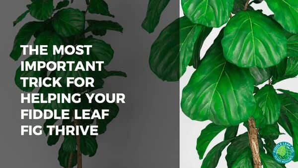 Fiddle Leaf Fig Thrive