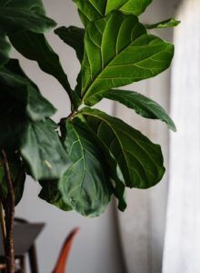 Regular fiddle leaf fig leaves