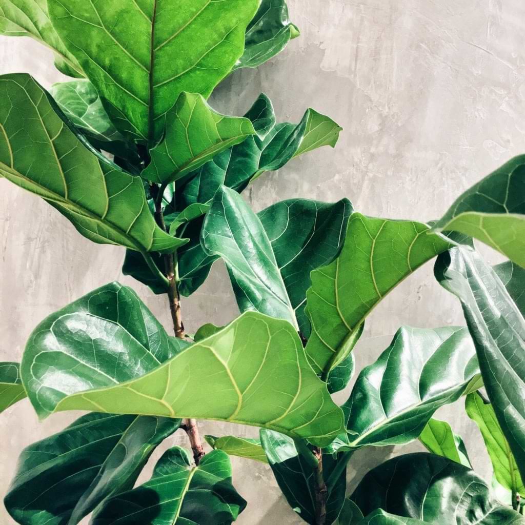 The Benefits of Owning a Fiddle Leaf Fig Tree