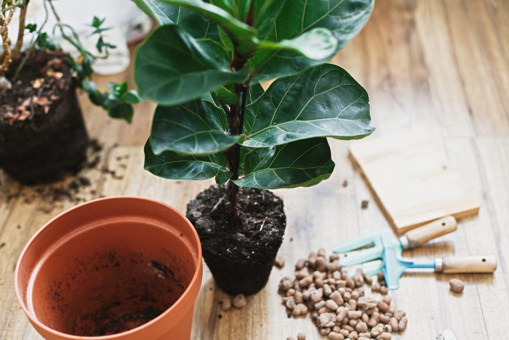 How to Fix a Root-Bound Fiddle Leaf Fig