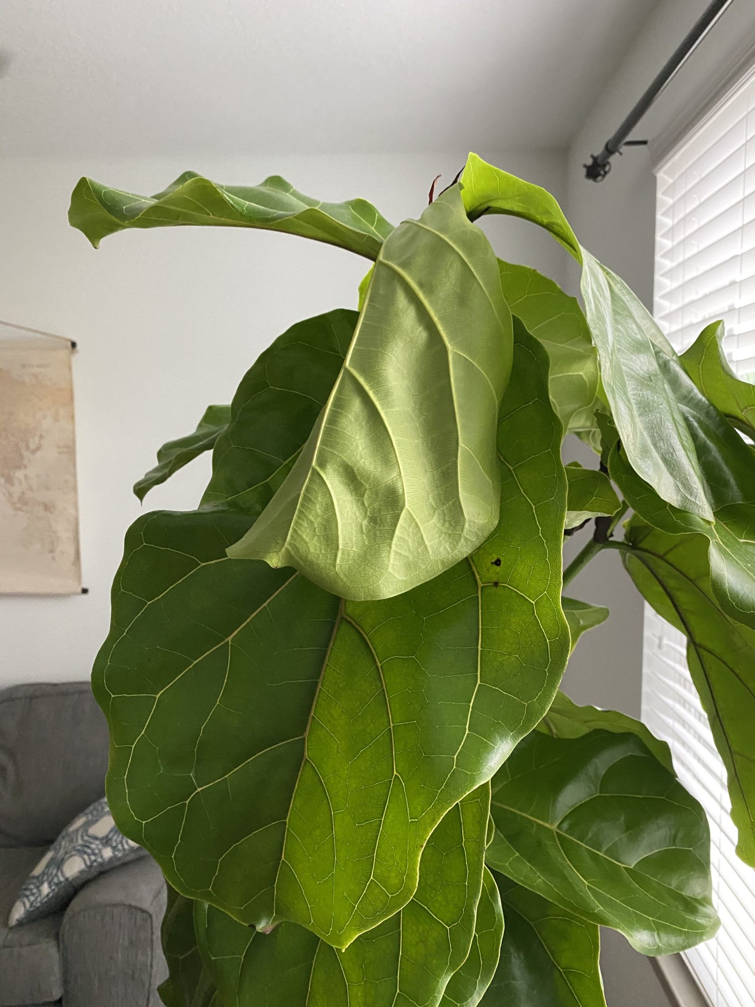 What’s happening to my leaves? The Fiddle Leaf Fig Plant