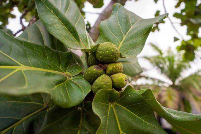 Fiddle Leaf Fig Fruit Complete Guide