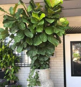 How to Grow a Giant Fiddle Leaf Fig | Plant Resource