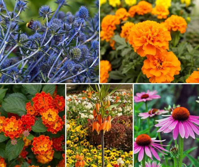 Do Fiddle Leaf Fig Trees Smell? The Fiddle Leaf Fig Plant Resource