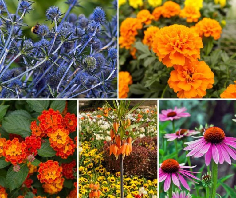 Do Fiddle Leaf Fig Trees Smell? The Fiddle Leaf Fig Plant Resource