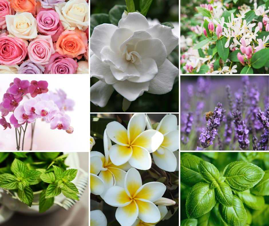 Houseplants That Smell Good