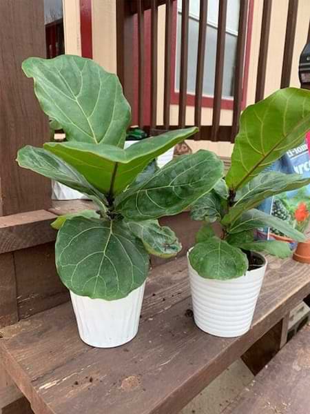 Are you an expert fiddle leaf fig grower? Click to learn how to create your own custom fiddle leaf fig soil to keep your tree healthy, green, and gorgeous.