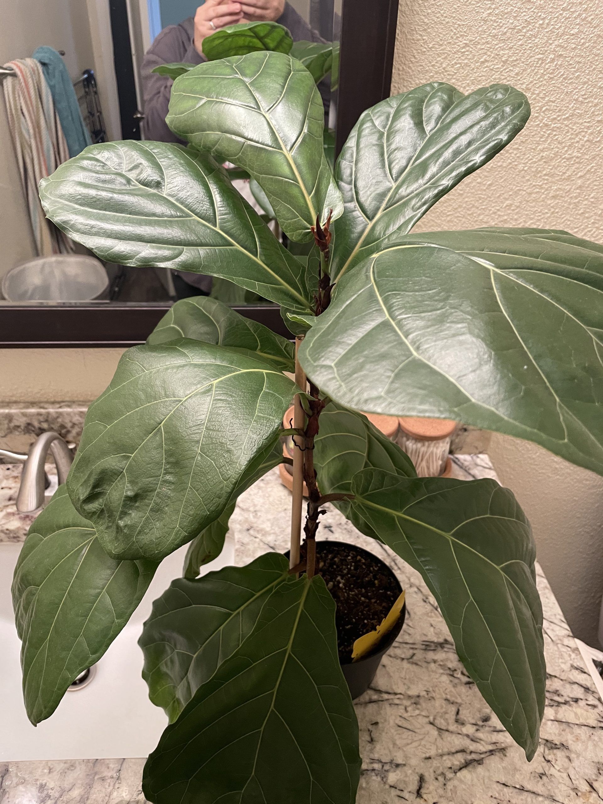 FLF mom with several years experience finds old browning