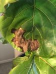 Fiddle Leaf Fig Troubleshooting: Sunburn or Not Enough Light?