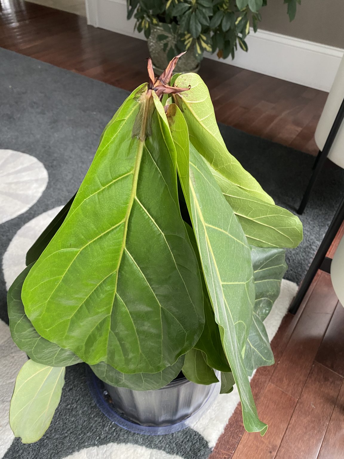 figleaf facebook figleaf facebook