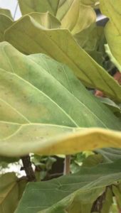 The Seven Signs Your Fiddle Leaf Fig Needs More Light