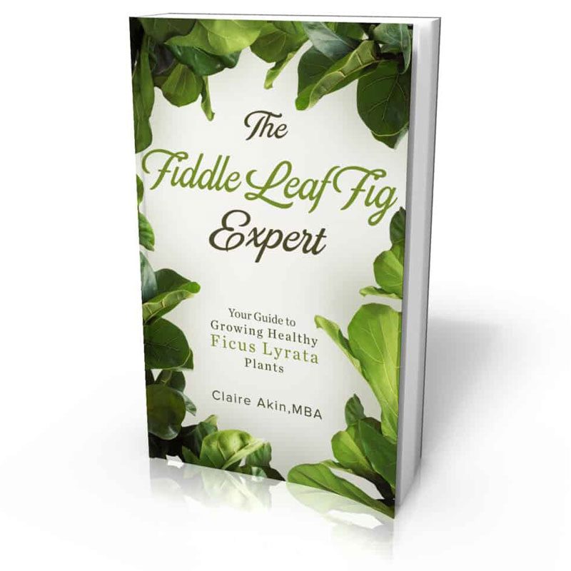 The Fiddle Leaf Fig Book has a new cover and a lower price. Click to see the brand new cover for The Fiddle Leaf Fig Book and the new price. Claire Akin