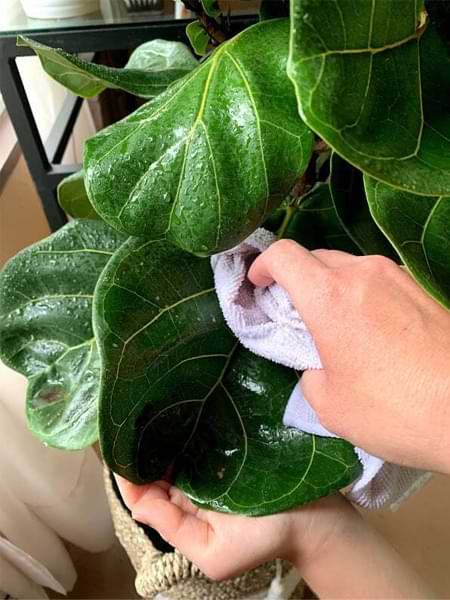 Do you have hard water spots on fiddle leaf fig leaves? Click to read the 3 simple steps for removing white residue on your fiddle leaf fig plant
