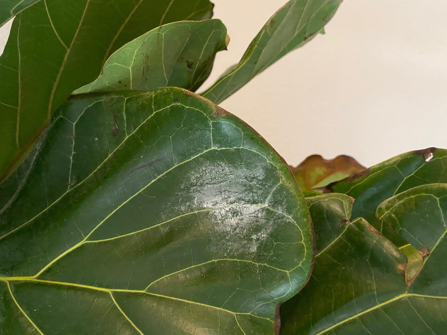 drooping leaves (among other issues) The Fiddle Leaf Fig Plant Resource