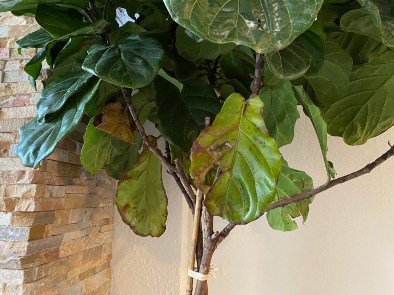 drooping leaves (among other issues) The Fiddle Leaf Fig Plant Resource
