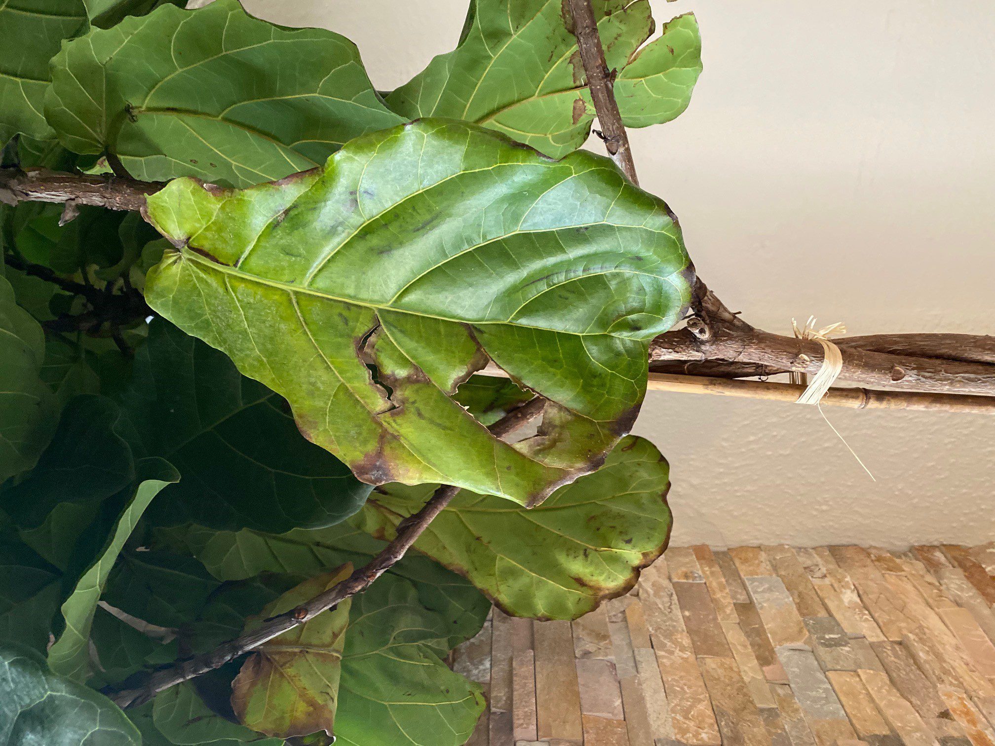 drooping leaves (among other issues) The Fiddle Leaf Fig Plant Resource